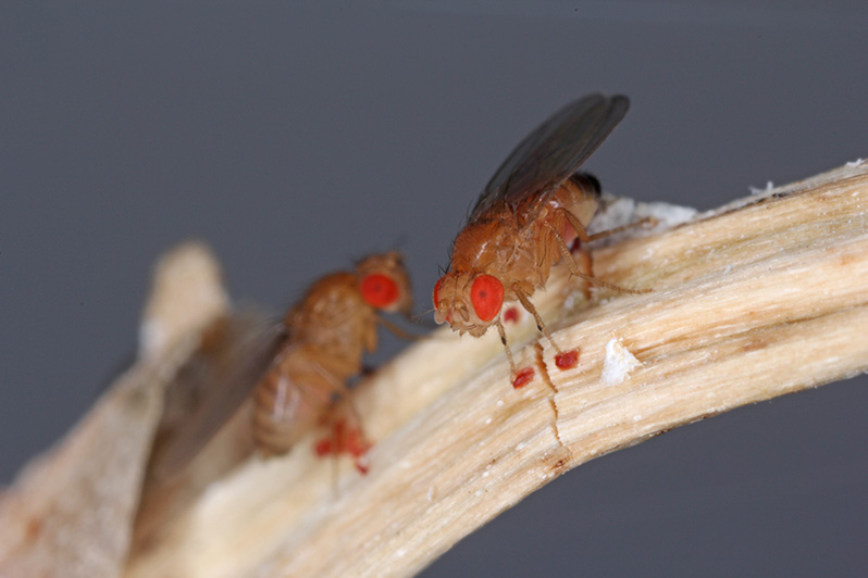 Drosophila w badaniach naukowych
